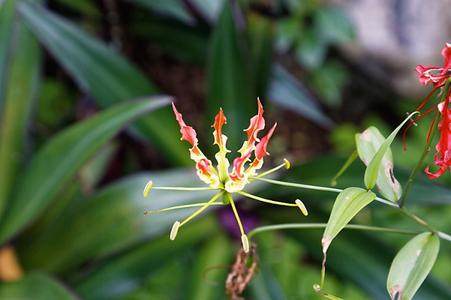 Kandy-Botanical garden-030